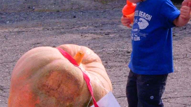 « La Grosse orangée », c’est la fête des citrouilles les mieux « traitées »…