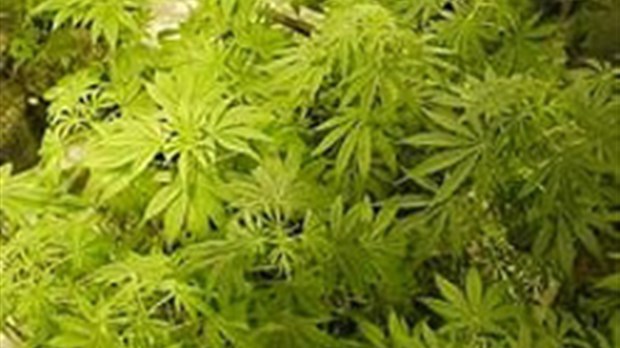 Opération cisaille: saisie de 350 000 $ de marijuana à Saint-Marguerite