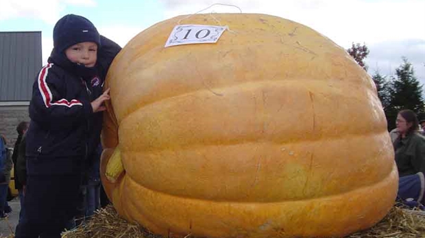 C’est la fête de la citrouille à Saint-Zacharie