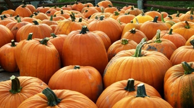 La Bibliothèque Madeleine-Doyon propose de décorer des citrouilles en famille