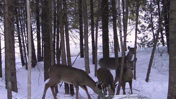 De nouveaux panneaux pour diminuer le risque de collisions avec les cerfs en Beauce