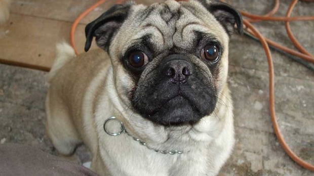 Son chien volé sous les yeux de son voisin