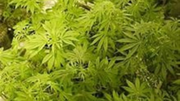 Une découverte de 387 plants de marijuana à Frampton