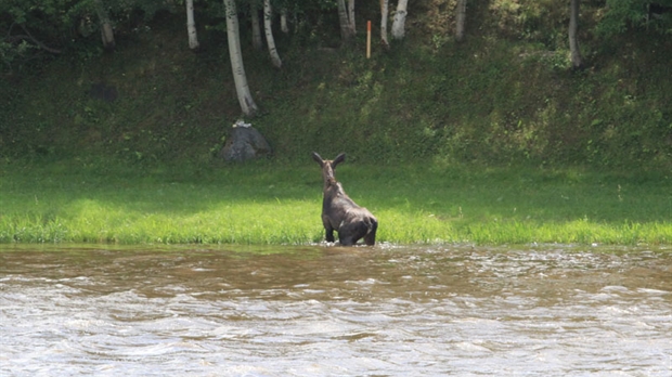 Un orignal vient se baigner dans la rivière Chaudière au centre-ville de Saint-Georges