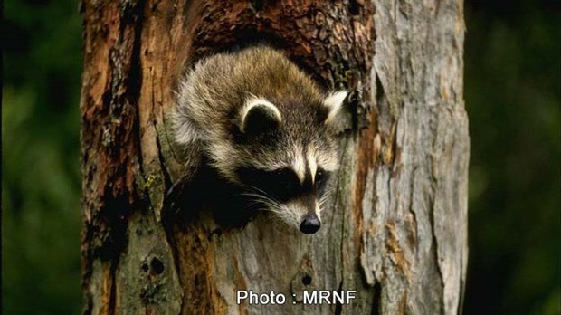 Aucun cas de rage du raton laveur n'a été répertorié ni en Beauce ni au Québec