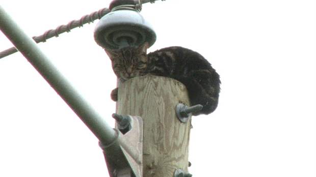 Immobilisé depuis 72 heures au sommet d'un poteau: Un chat attire l'attention à Saint-Georges