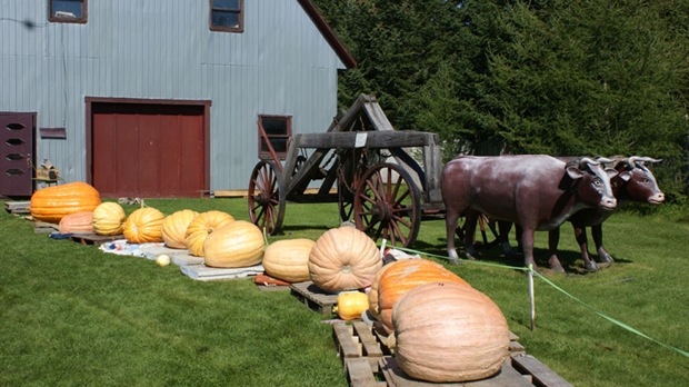 Le Village des Défricheurs lance la seconde édition du concours de citrouilles géantes