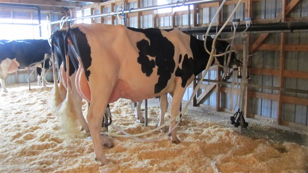 Achalandage record à l’Exposition agricole de Beauce