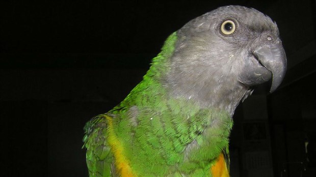 EN BREF | Un perroquet rare est porté disparu à Saint-Georges
