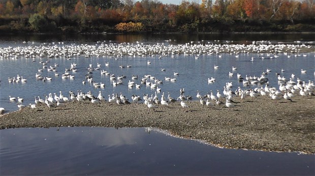 Normand DeLessard présente une nuée d'oies sur la rivière Chaudière à Scott