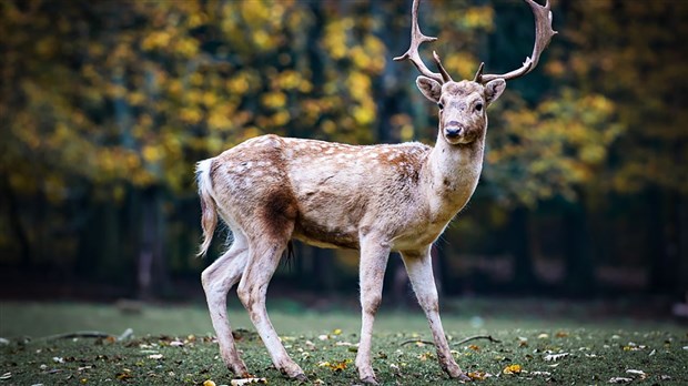 Loi sur la conservation et la mise en valeur de la faune : la FédéCP est satisfaite