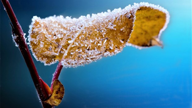 Avis de gel en vigueur pour la Beauce et les Etchemins 