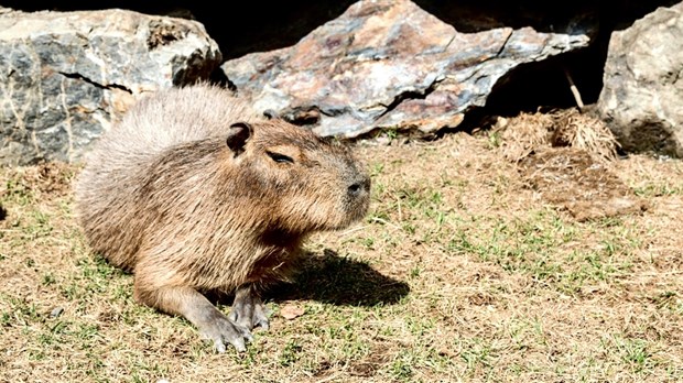 Vacances de la construction : Le Miller Zoo a été l’attrait touristique le plus populaire