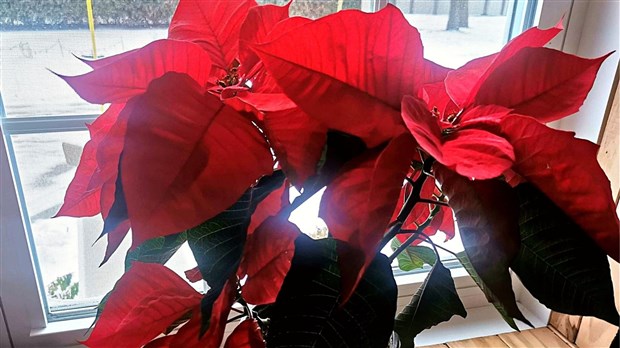 La campagne des poinsettias rapporte 14 250 $ à la Fondation Au Bercail