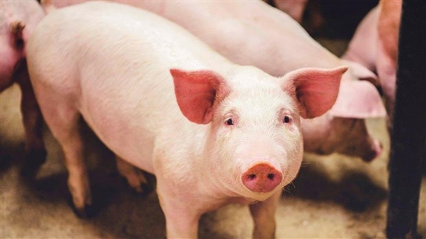 Un ultime cri du cœur lancé par les éleveurs de porc du Québec 