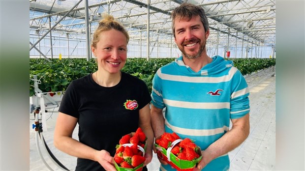 Des fraises produites à l'année à Sainte-Marie : un succès époustouflant 