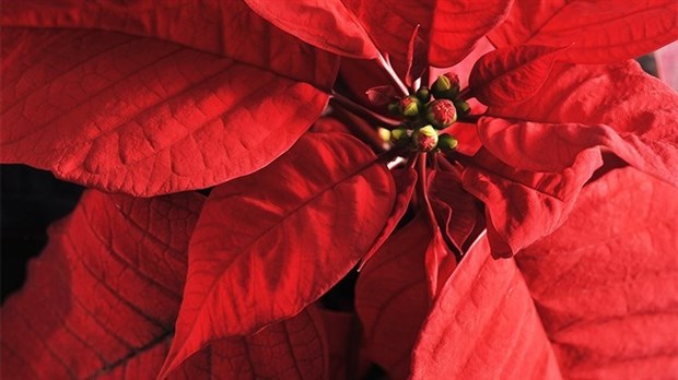 La Fondation Au Bercail lance sa 8e Campagne des poinsettias