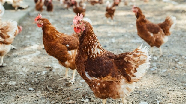 Un premier cas de grippe aviaire dans un poulailler de la Beauce