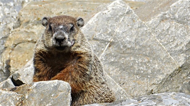 Encore six semaines avant la fin de l'hiver, selon Fred la marmotte