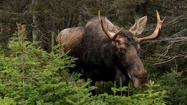 Don de 786 lbs de viande par les chasseurs de Chaudière-Appalaches