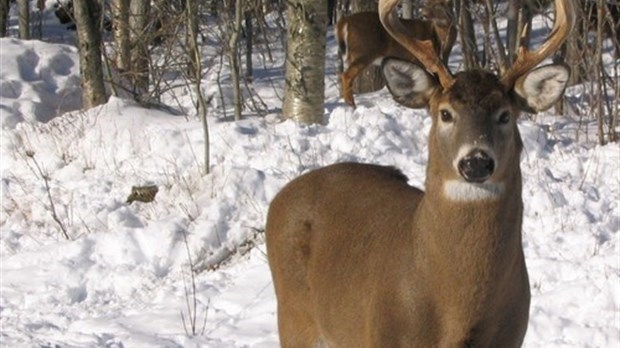 La population de cerfs de Virginie se redresse au Québec