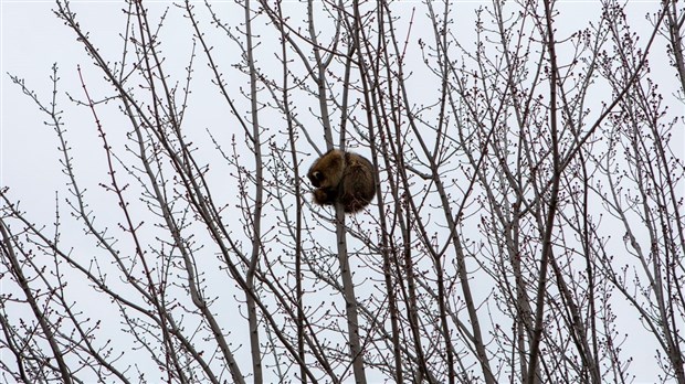 Le raton laveur perché à Saint-Georges n'est pas en danger