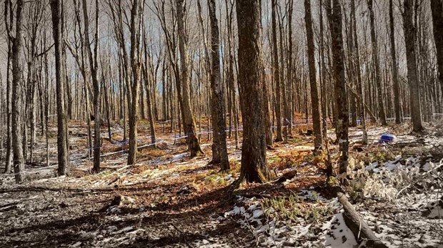 Québec consulte les citoyens sur l'acériculture en forêt publique