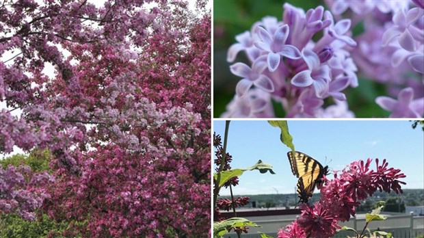 Appel photo : la fleuraison en folie!