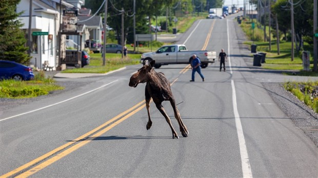 Un orignal en fuite à Saint-Victor