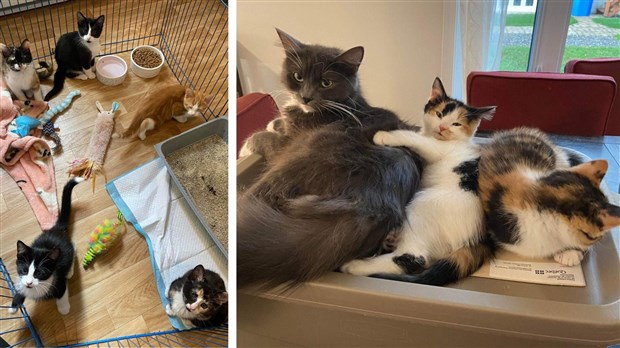 Des chats recherchent leur famille idéale