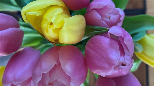 Un brunch-bénéfice à la Société d'horticulture de Beauceville