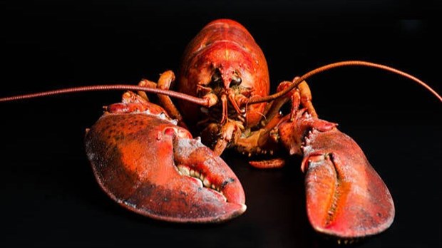 Une 15e édition pour le souper au homard du Bercail