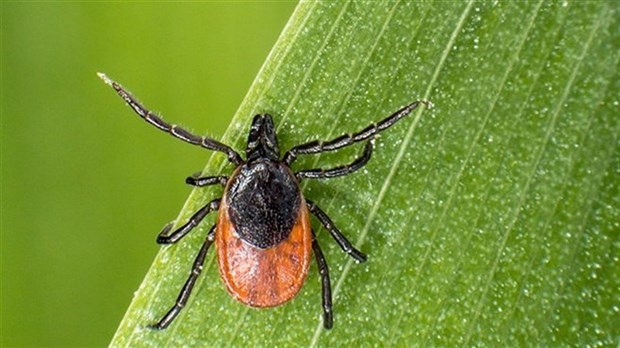 Maladie de Lyme: comment se protéger contre les tiques?