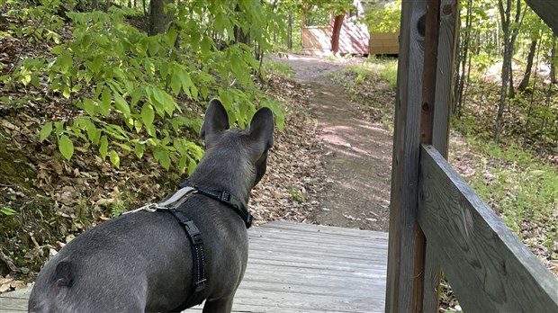 Où se promener avec son chien en Chaudière-Appalaches ?