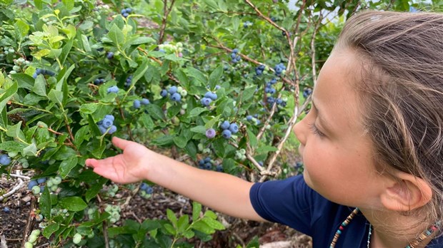 Lancement de la saison du bleuet en corymbe