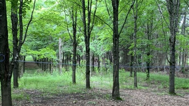 Conférences et activité terrain sur la plantation d'érables