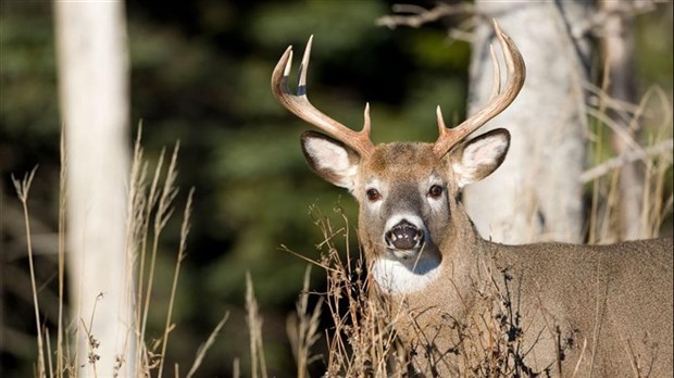 Un bilan très positif pour la chasse au cerf de Virginie en 2023