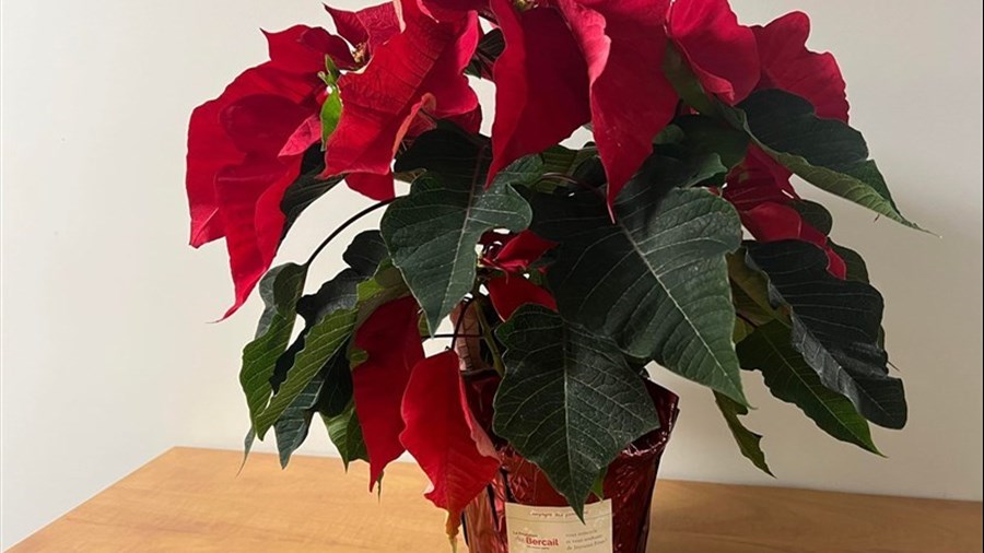 La Fondation Au Bercail relance la Campagne des poinsettias