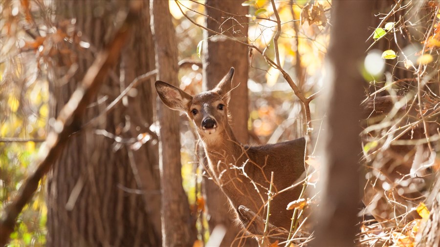 Appel à la prudence sur les routes en raison de la présence accrue de grande faune