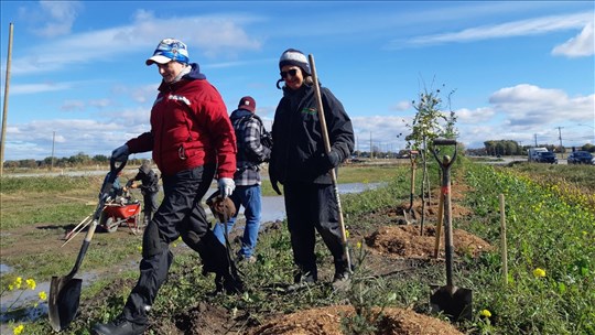 Plus de 300 arbres plantés à Saint-Isidore 