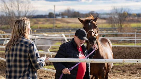 La thérapie par les chevaux utilisée pour soigner les vétérans