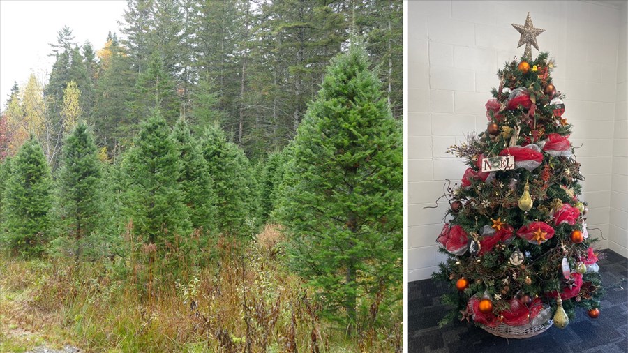 Arbre de Noël : naturel ou artificiel? Là est la question