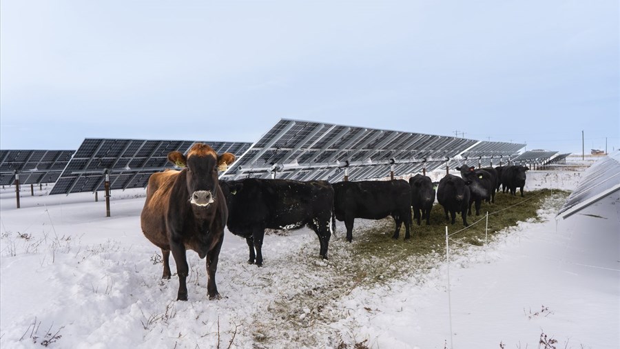 Comment l'agrivoltaïque associe production alimentaire et énergie verte