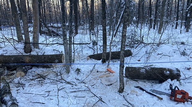 Conclusions de la CNESST concernant le décès de l'homme écrasé par un arbre