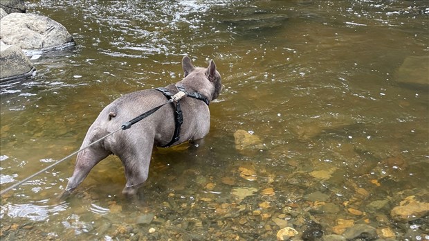 Où se promener avec son pitou en Chaudière-Appalaches ?