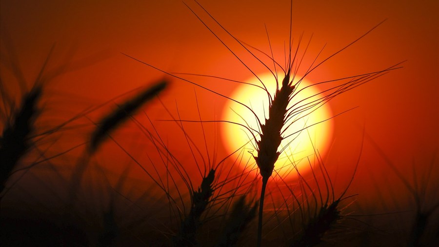 Les phénomènes météo extrêmes exercent une pression sur le prix des aliments