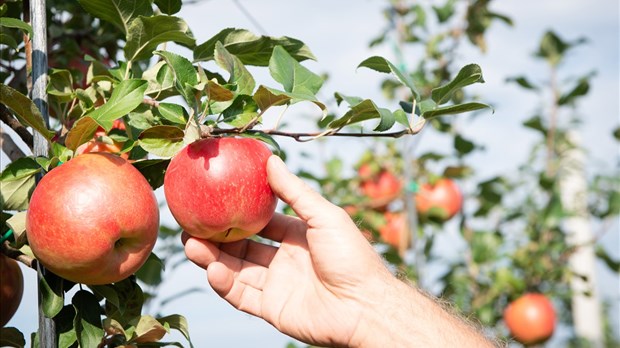 La saison des pommes est lancée en Chaudière-Appalaches