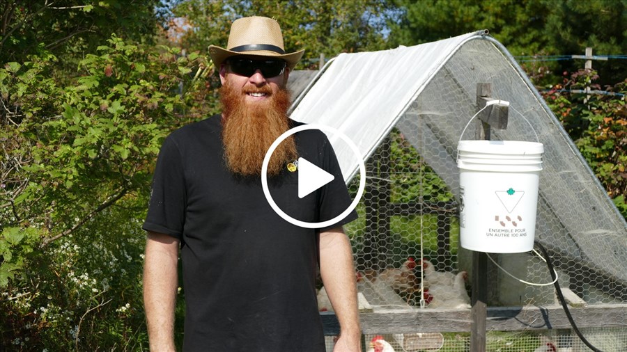 Le Jardinier Barbu : un élevage de poulets bio au cœur de Saint-Benoit-Labre