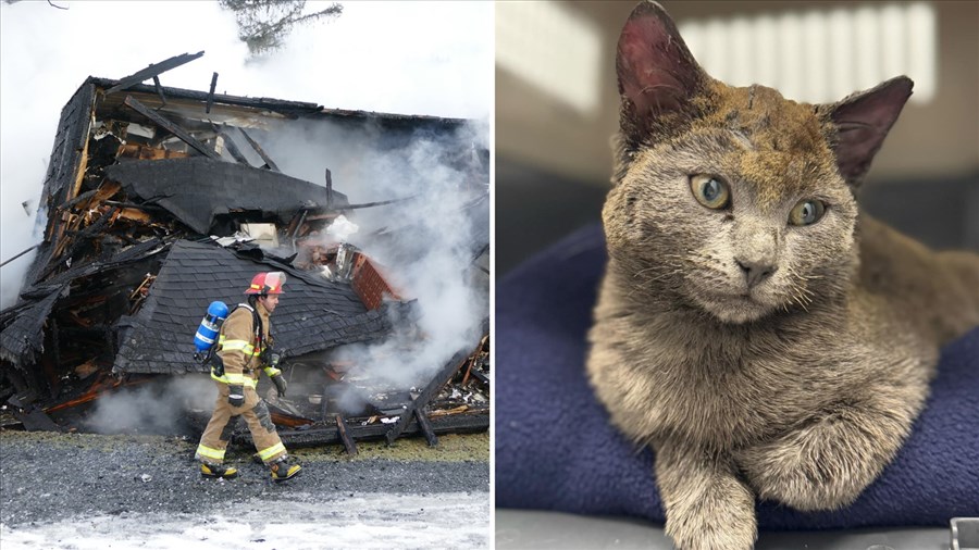 Lucky, le chat miraculé de l'incendie de Saint-Benjamin, au cœur d’un élan de solidarité